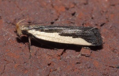 Dichomeris serrativittella
