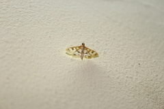 Sameodes