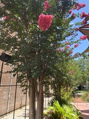 Lagerstroemia indica