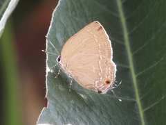Strephonota tephraeus