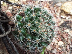 Mammillaria gilensis