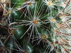Mammillaria gilensis