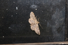 Hypomecis punctinalis