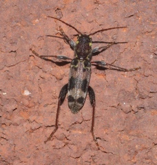 Xylotrechus colonus
