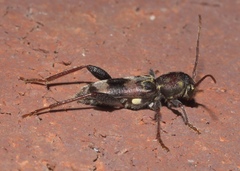 Xylotrechus colonus