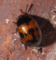 Diaperis nigronotata
