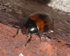 Diaperis nigronotata