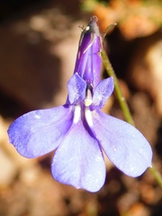 Lobelia chamaepitys