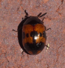 Diaperis nigronotata