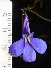 Lobelia chamaepitys