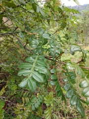 Weinmannia