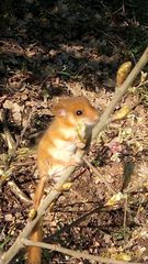 Muscardinus avellanarius