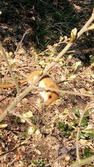 Muscardinus avellanarius