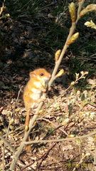 Muscardinus avellanarius