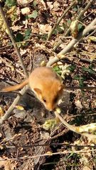 Muscardinus avellanarius