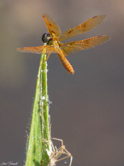 Perithemis lais