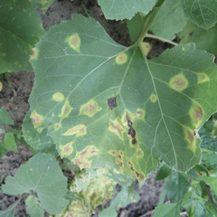 Puccinia xanthii
