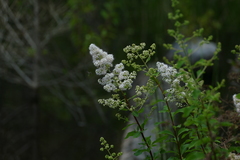 Spiraea alba latifolia