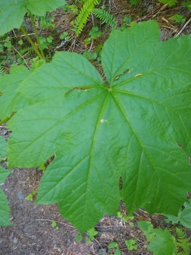 Graham Creek Trail #33