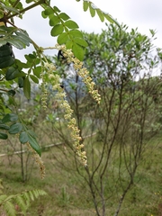Weinmannia