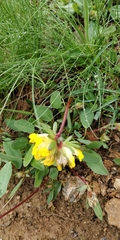 Anthyllis vulneraria alpestris