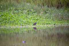 Pardirallus sanguinolentus