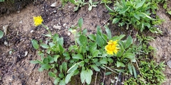 Doronicum clusii