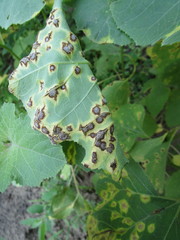 Puccinia xanthii