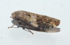 Menosoma cinctum
