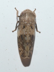 Menosoma cinctum