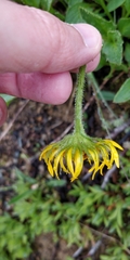 Doronicum clusii