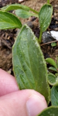 Doronicum clusii