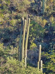 Cephalocereus senilis