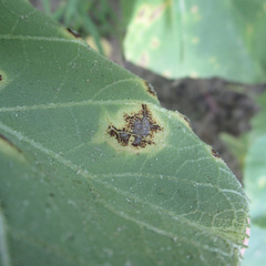 Puccinia xanthii