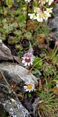 Erigeron uniflorus