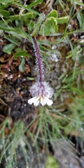 Erigeron uniflorus