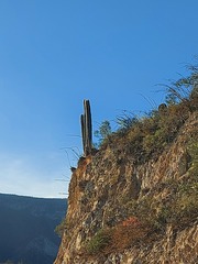 Cephalocereus senilis