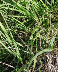 Libellula luctuosa