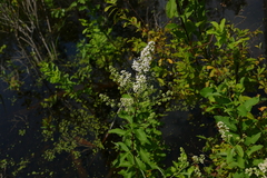 Spiraea alba latifolia