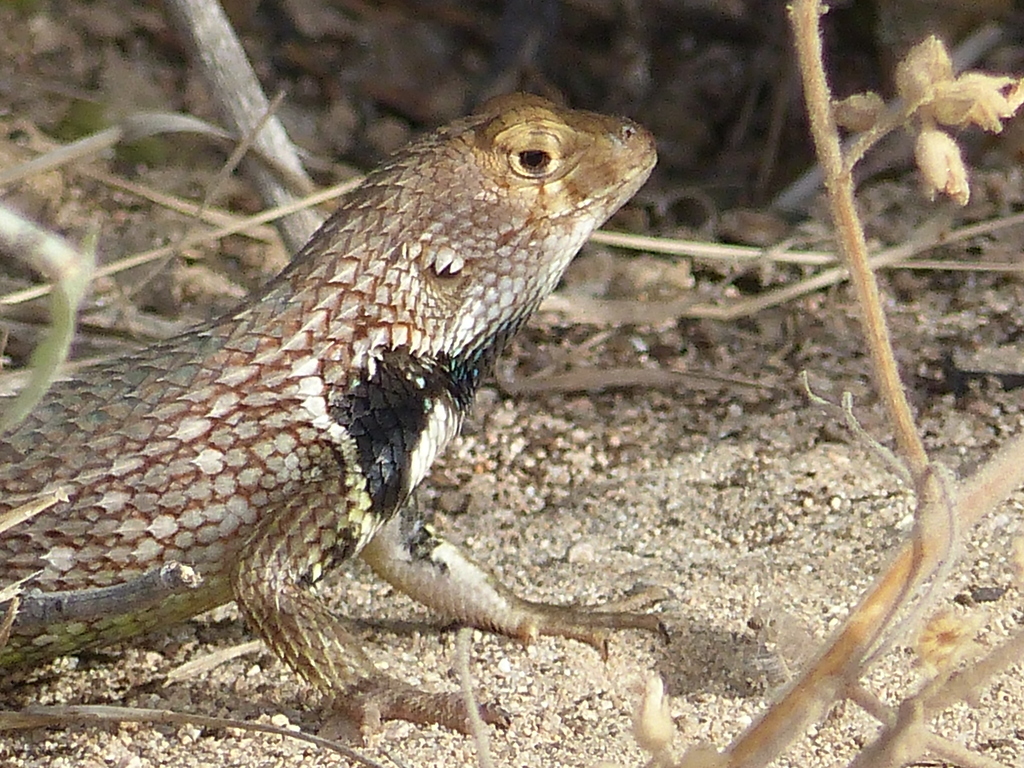 Central Baja Spiny Lizard
