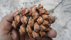 Pinus pinceana