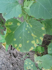 Puccinia xanthii