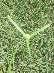 Cyperus sesquiflorus