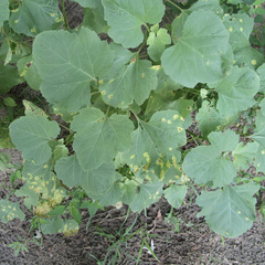 Puccinia xanthii