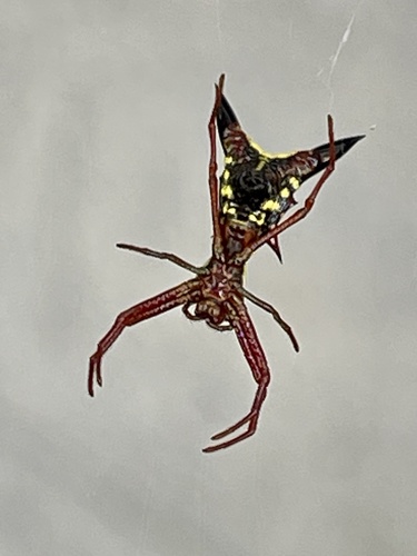 Micrathena image