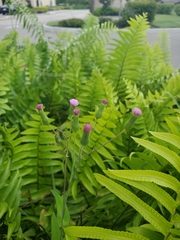 Emilia sonchifolia image