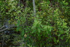 Spiraea alba latifolia