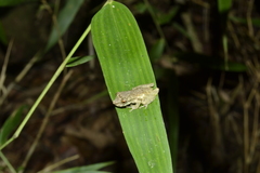 Scinax perpusillus
