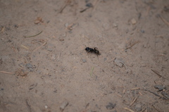 Camponotus herculeanus