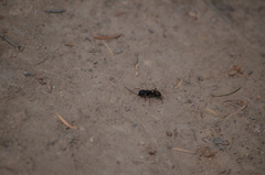 Camponotus herculeanus